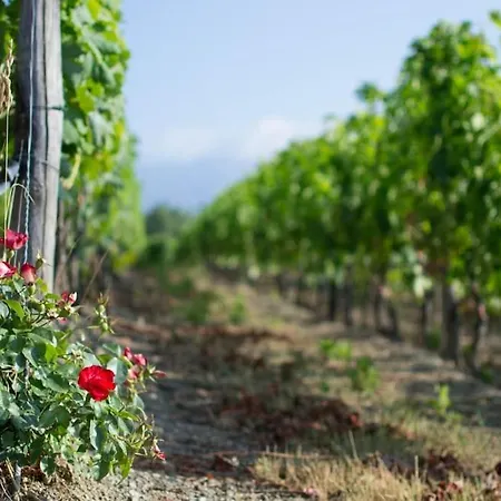 Altavia-travigne Dolceacqua